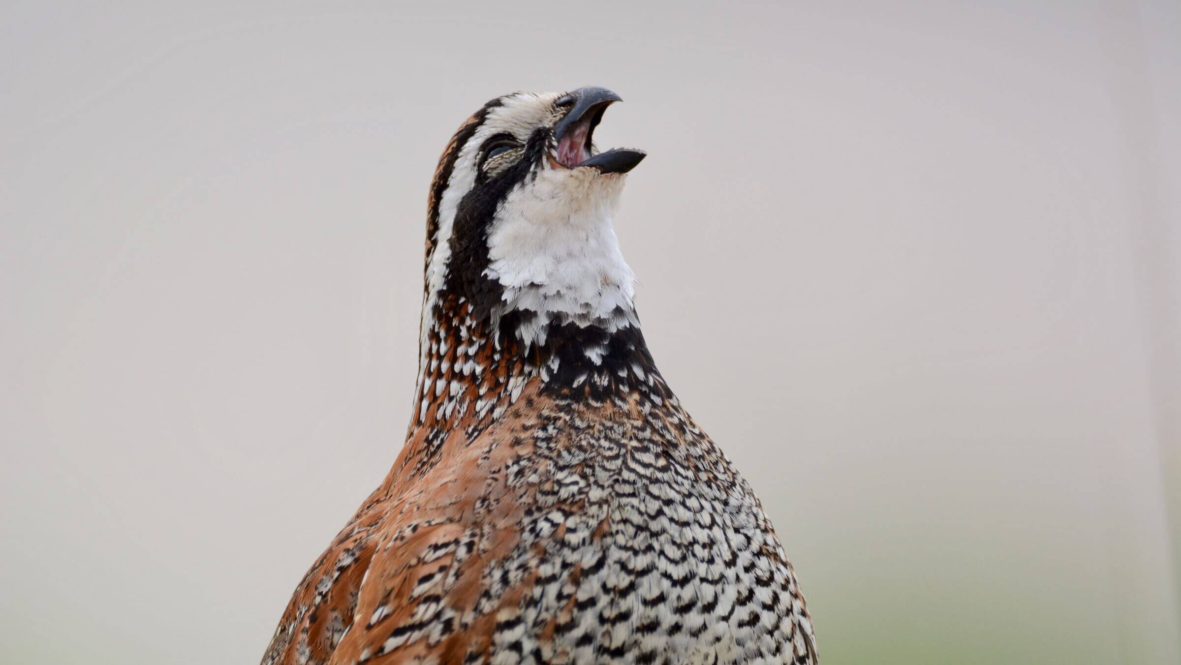 Photograph of a Northern bobwhite in mid-call.