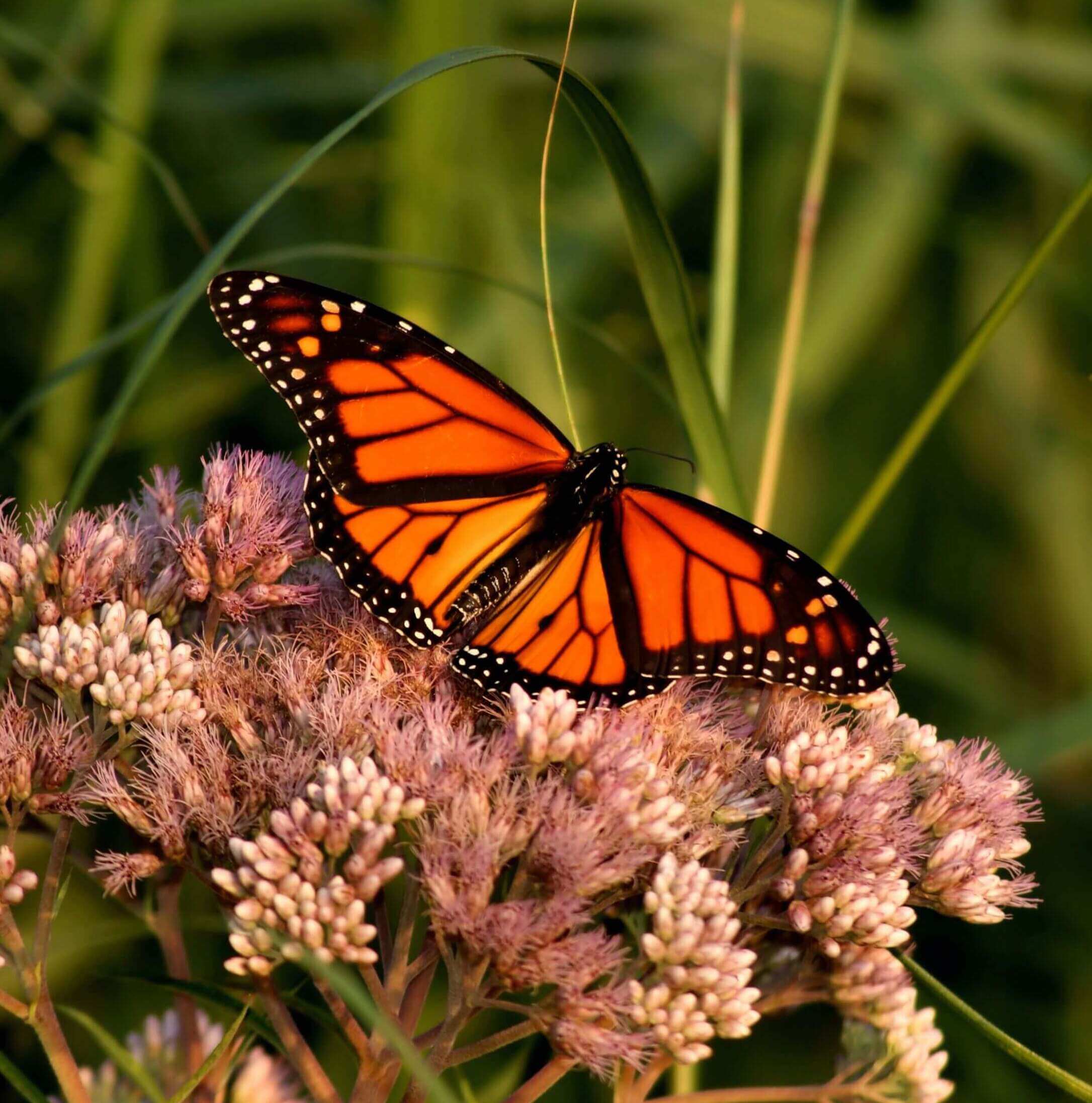 Photograph of a Monarch butterfly on pink flowers.